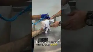 #mydog #dos #viralvideo #tiktok #nadiamedia1 #viralontiktok #lovedog #dogs #uae #dubai #pet #vet #🐶