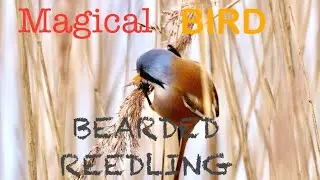 AMAZING VIDEO,PHOTOS AND CALL OF BEARDED TIT/REEDLING AT RSPB Dearne Valley - Old Moor-UK