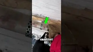 The Clever Trick of a smart Crow 🤓