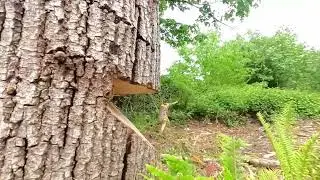 How to cut down two trees growing together (Codominant)