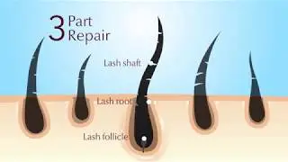 BELLA LashUp Eyelash nourish lotion