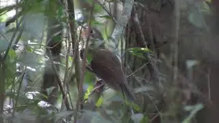 Mosquitero (Corythopis delalandi)