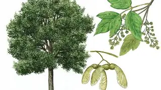 RECOLECCI&Oacute;N y AN&Aacute;LISIS DE SEMILLAS ACER NEGUNDO🌳🌳