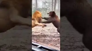 King of the Jungle vs Forest Giant | Lion vs Bear&ndash; A Rare Wild Clash Caught on Camera 🦁🐻