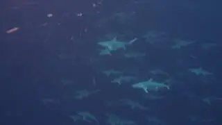 Silky Sharks of the Lost Blue Hole Nassau Bahamas