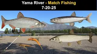Russian Fishing 4, Yama River - Match Fishing  7-20-25