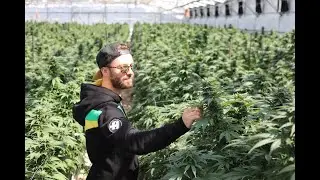 CBD - AYA WASKA