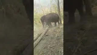 elephant hard work #elephant #sadhathkd
