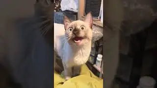 Risas gatunas