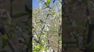 Anjeliko olxorisini kesish. kesilgan va kesilmagan daraxtning farqi