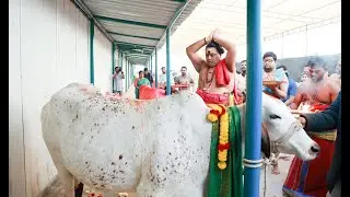 Gomatha Pooja | MASSI-UAE | 4th Year Pongal Festival-2026