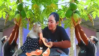 Mother Pity On SokYaa So Much Cos Looking So Hungry And She Harvesting