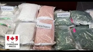 Multi-agency effort led to seizure of large amounts of fentanyl, other drugs: RCMP