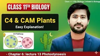 C4 Photosynthesis & CAM PlantsMetabolism class 11 Biology Chapter 6