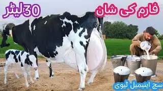 Australia cow | cholistani friesian cross cow | record milking cow 