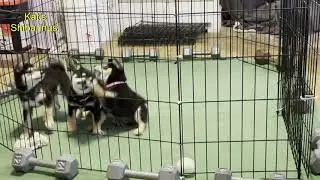 Shiba Inu Puppy Playtime Riki Bonbon & shadow