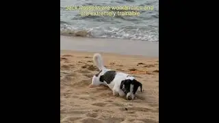 how to train your dog | jack Russell #viral #shorts #trending #dog #training #cute #pets #retriever