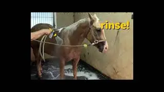 Shower a Horse 🚿 Bath for Bob 🐴 Cleaning a Horse 🐴 Palomino 🐴 Bathing a horse