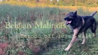 Belgian Malinois Behaviour on Second Off Leash Walk