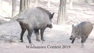 Wildsauseo Besonders Sein
