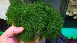 CHAETO....THE MAGIC ALGAE !!!