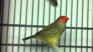 Ruficauda cantando