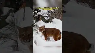 Bobcat vs. Yellow-Throated Marten  #Bobcat #Marten #Wildlife #Nature #AnimalBehavior #foryou