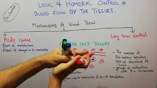 CVS physiology 97 | Oxygen lack theory for acute control of blood flow | Blood flow Auto-regulation
