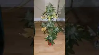 Solo Cup Autoflower Grow (amazing results)