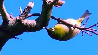 木の蜜を食べてるメジロ