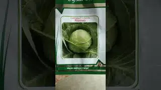 Crystal Seeds - Romeo Cabbage Seeds (Pattagovi beej) Details. Khati karna sa pahala jan lan ya baat.