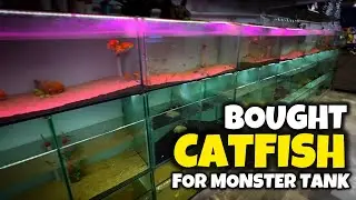 Rare Find! Upside Down Catfish Added to My MONSTER FISH TANK - Imran's World