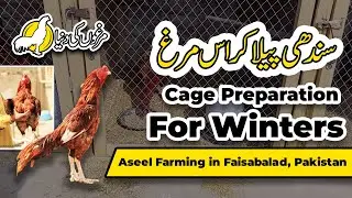Sindhi Peela Cross Rooster Cage Preparation for Winters   Murghon ki Duniya