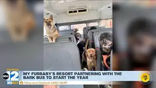 'Bark Bus' service growing in Oakland, Genesee Counties
