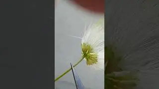 🌹⁵☆&bull;&sup1; Siris Tree (Albizia lebbeck) in Pea Family (Fabaceae)&sup2;