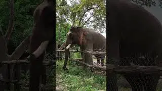Giant Elephant In The Zoo || NatureLax