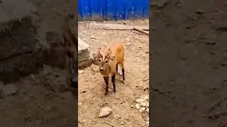 Unexpected Visitor: A Goat Shows Up at My House and Refuses to Leave! #OutdoorFilming...