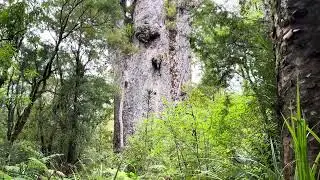3000 year old Kauri Tree at Waipoua Forest, Northland, New Zealand