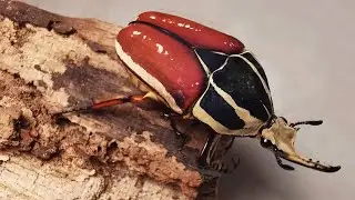 Mecynorrhina torquata ugandensis brown