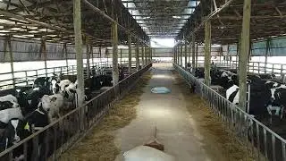 A Video Tour of Gomba Model Farm Cattle Farm near Kampala in Uganda