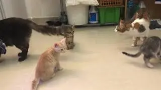 Cute And Funny Reactions Cats Playing With Bubbles #catgames #animals #shorts #shorts