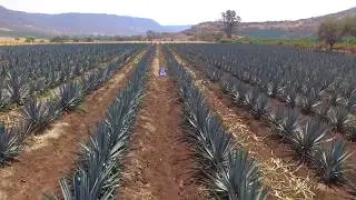 Fertilización de Agave, Programa de Nutrición Yara