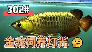 #302 金龙鱼饲养的灯光使用