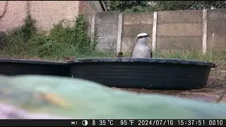 Lavadeira Mascarada Tomando banho - C&acirc;mera de Trilha Mini 301