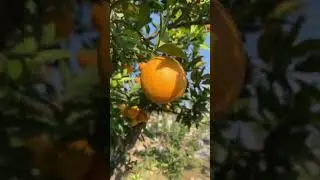 World Best Oranges From Pakistan