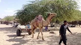 A camel cart will go home from the forest full loaded|जंगल से ऊँट गाड़ी भरी हुई घर जायेगी