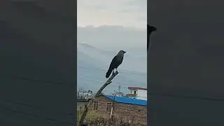 Crow # // kag voice