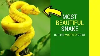 Bush viper fun facts for kids Intrusting information about snake colour fight Bite and Habitat