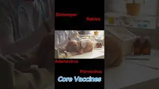 Protect Your Dog! Essential Core Vaccinations #dogcare #pets #yourpet #pethealth #doglovers #yourdog