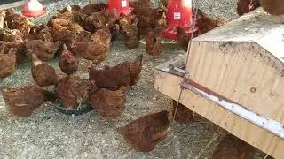 Chicken Coop Layout
